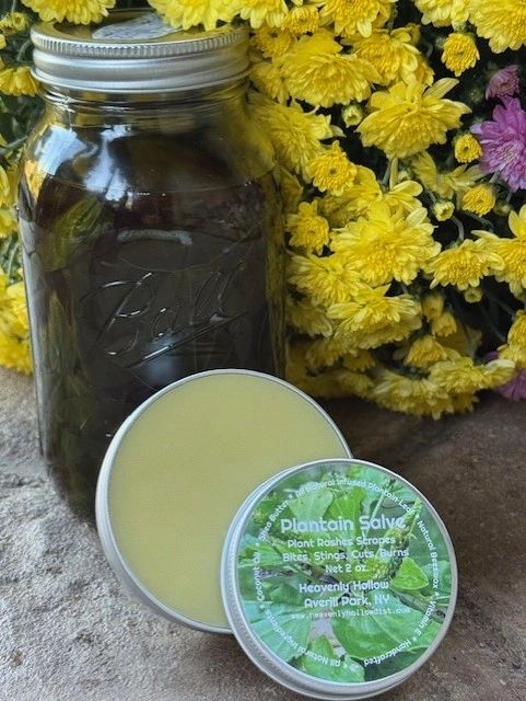 Plantain Herbal All Natural Skin Salve